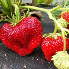 Саджанці полуниці Супрім (ремонтантна) - 1-річний