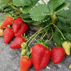 Саджанці полуниці Світ Енн (ремонтантна) - 1-річний