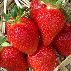 Саджанці полуниці Сибілла (10 штук) - 1-річний