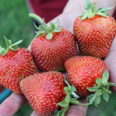 Саджанці полуниці Сирія (10 штук) - 1-річний