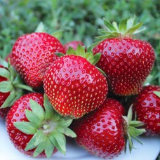 Саджанці полуниці Теніра (10 штук) - 1-річний