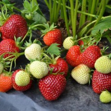 Саджанці полуниці Вівара (ремонтантна) - 1-річний Саджанці полуниці Вівара (ремонтантна) - 1-річний