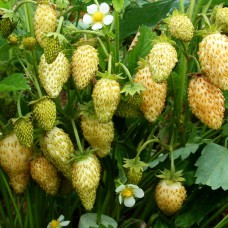 Саженцы клубники Желтое Чудо (ремонтантная) - 1-летний