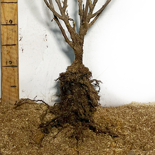 Саджанці смородини Титанія (черенкований) - 1-річний