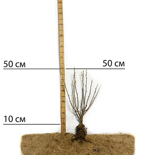 Саджанці смородини Титанія (черенкований) - 1-річний