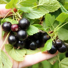 Саджанці смородини Орловський Вальс (черенкований) - 1-річний