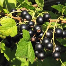 Саджанці смородини Софіївська (черенкований) - 1-річний