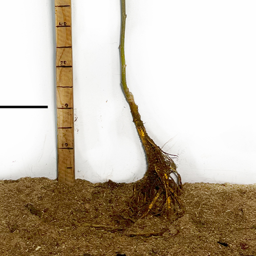 Саджанці шовковиці Шеллі - 1-річний (привитий)