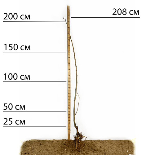 Саджанці шовковиці Шеллі - 2-річний (привитий)