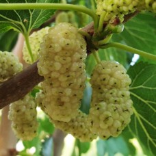 Саджанці шовковиці Вікторія (привитий) - 1-річний