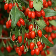 Саджанці годжі Нью Біг (черенкований) - 1-річний