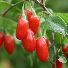 Саджанці годжі Сахарний Гігант (черенкований) - 1-річний