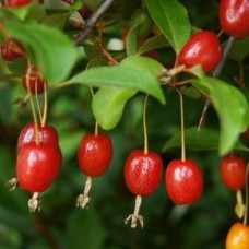 Саджанці гумі Південний - 1-річний