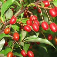 Саджанці гумі Монерон - 1-річний