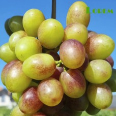 Cаджанці винограду Абрикосовий (черенкований) - 1-річний