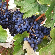 Cаджанці винограду Аладастурі (черенкований) - 1-річний