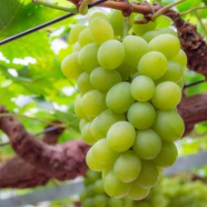 Cаджанці винограду Александрійський (черенкований) - 1-річний