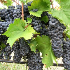 Cаджанці винограду Альмінський (черенкований) - 1-річний