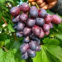Cаджанці винограду Алвіка (черенкований) - 2-річний