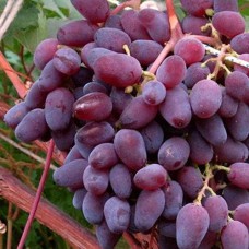 Cаджанці винограду Аметист Новочеркаський (черенкований) - 1-річний
