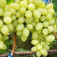 Cаджанці винограду Амурський Білий (черенкований) - 1-річний