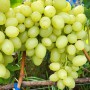 Cаджанці винограду Амурський Білий (черенкований) - 2-річний
