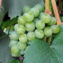 Cаджанці винограду Ананасний (черенкований) - 2-річний
