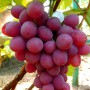 Cаджанці винограду Анюта (черенкований) - 2-річний