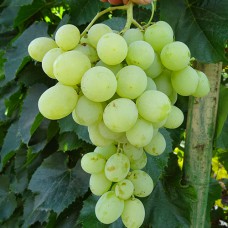 Cаджанці винограду Антоній Великий (черенкований) - 1-річний