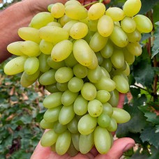 Cаджанці винограду Арарат (черенкований) - 1-річний