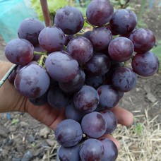 Cаджанці винограду Армані (черенкований) - 1-річний