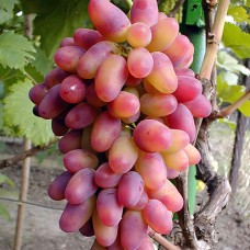 Cаджанці винограду Арочний (черенкований) - 1-річний