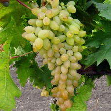Cаджанці винограду Арсеніївський (черенкований) - 1-річний