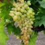 Cаджанці винограду Арсеніївський (черенкований) - 2-річний