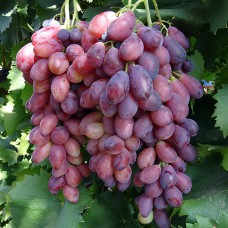 Cаджанці винограду Ася (черенкований) - 1-річний