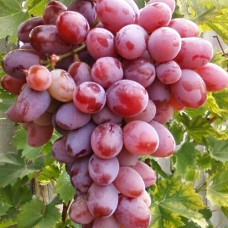 Cаджанці винограду Атаман (черенкований) - 1-річний
