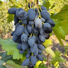 Cаджанці винограду Атос (черенкований) - 1-річний