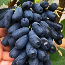 Саджанці винограду Аватар (черенкований) - 2-річний