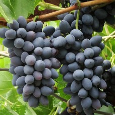 Cаджанці винограду Августа (черенкований) - 1-річний