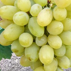 Cаджанці винограду Августин (черенкований) - 1-річний