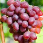 Cаджанці винограду Багряний (черенкований) - 2-річний
