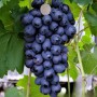 Cаджанці винограду Бако Нуар (черенкований) - 2-річний