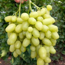 Cаджанці винограду Бананас (черенкований) - 1-річний