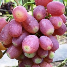 Cаджанці винограду Басанті (черенкований) - 1-річний