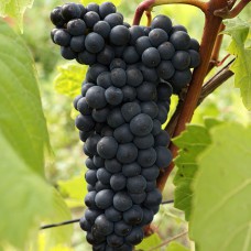 Cаджанці винограду Бастардо Магарачський (черенкований) - 1-річний