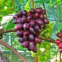 Cаджанці винограду Бешевський (черенкований) - 2-річний