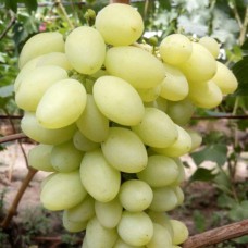 Cаджанці винограду Бежевий (черенкований) - 1-річний