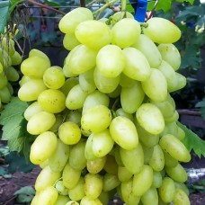 Cаджанці винограду Біла Надія (черенкований) - 1-річний