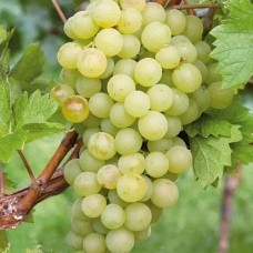 Cаджанці винограду Біле Чудо (черенкований) - 1-річний