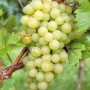 Cаджанці винограду Біле Диво (черенкований) - 2-річний